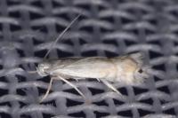 Phyllocnistis unipunctella