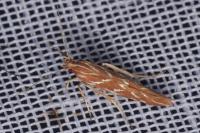 Pyroderces argyrogrammos