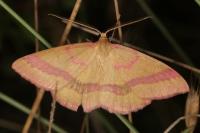 Rhodostrophia calabra