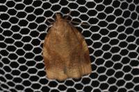 Archips rosana