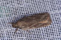 Depressaria