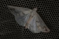 Lomographa temerata