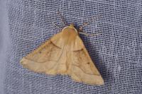 Crocallis elinguaria