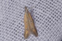 Mesophleps trinotella