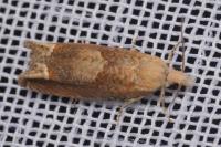 Eucosma conterminana
