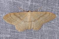Idaea deversaria