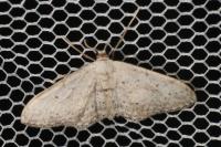 Idaea seriata