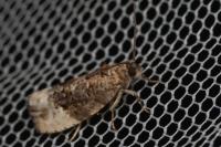 Hedya nubiferana