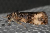 Endothenia gentianaeana/marginana/oblongana