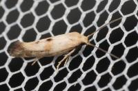 Epermenia insecurella/ochreomaculella