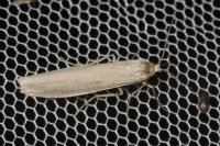 Indalia pygmaeola