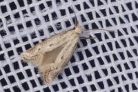 Elachista biatomella