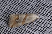 Eublemma candidana