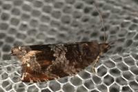 Ancylis achatana