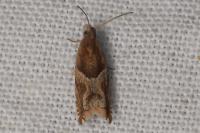 Ancylis comptana