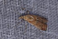 Ancylosis cinnamomella