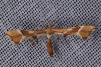Cnaemidophorus rhododactylus