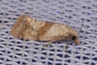 Cochylidia implicitana