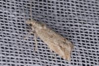 Bactra