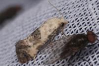 Cochylis posterana