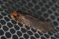 Cephimallota crassiflavella
