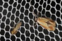Batia lunaris