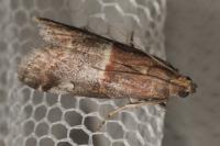 Acrobasis marmorea