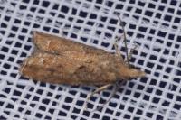Acroclita subsequana