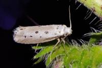 Ethmia terminella