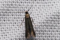 Monochroa tenebrella