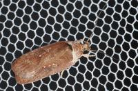Agonopterix cnicella