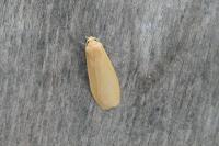 Wittia sororcula