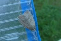 Ipimorpha subtusa