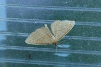Idaea ochrata