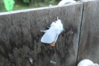 Sphrageidus similis