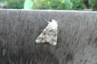 Eremobia ochroleuca