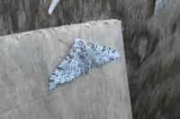 Biston betularia