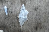 Macaria alternata