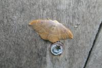 Watsonalla binaria