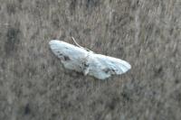 Idaea dimidiata