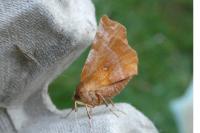Selenia dentaria