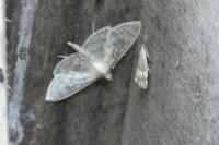 Patania ruralis