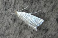 Chrysocrambus linetella