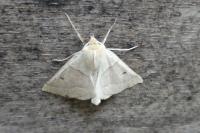 Crocallis elinguaria