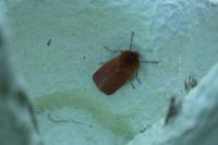 Phragmatobia fuliginosa