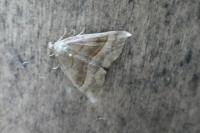 Hypena proboscidalis