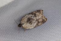 Acleris variegana