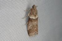 Acrobasis consociella