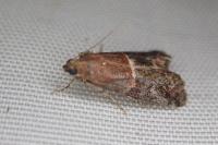 Acrobasis marmorea