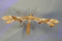 Cnaemidophorus rhododactylus